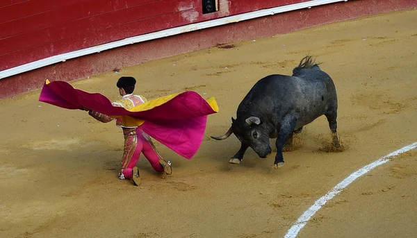 Corrida Espagne Avec Gros Taureau — Photo