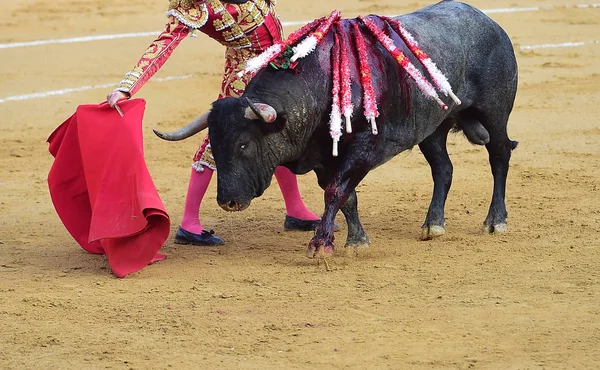 Corrida Espagne Avec Gros Taureau — Photo