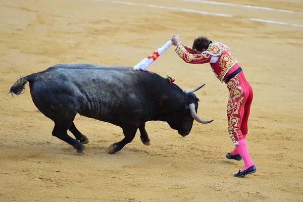 ブルとスペインの闘牛 — ストック写真