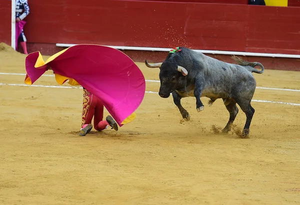 Tjurfäktning Spanien Med Bull — Stockfoto