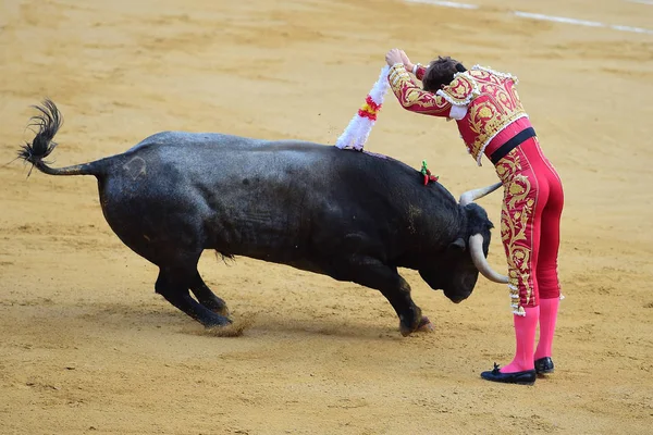 Walki Byków Hiszpanii Byka — Zdjęcie stockowe