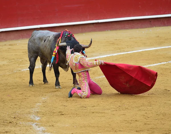 Toro Spagna Con Grandi Corna — Foto Stock