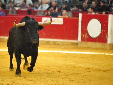 İspanya'ile büyük boynuzları boğa