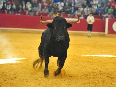İspanya'ile büyük boynuzları boğa