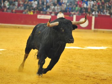 İspanya'ile büyük boynuzları boğa