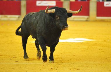 İspanya'ile büyük boynuzları boğa