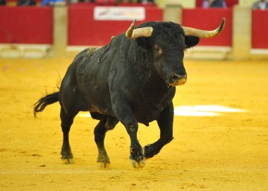 İspanya'ile büyük boynuzları boğa