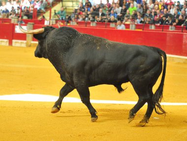 İspanya'ile büyük boynuzları boğa
