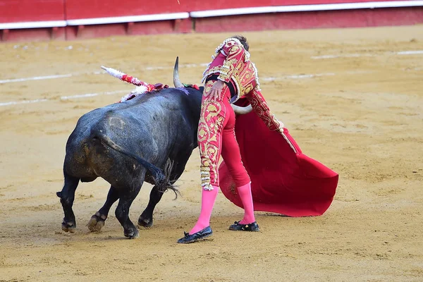 Bulle Spanien Mit Großen Hörnern — Stockfoto