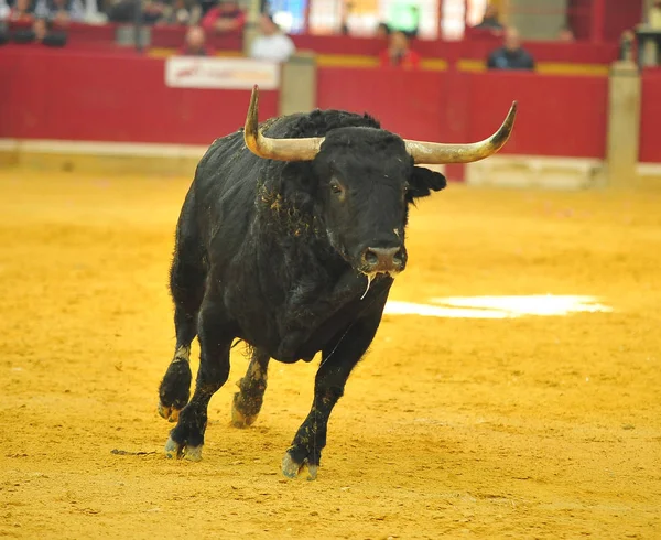 Touro Espanha Com Chifres Grandes — Fotografia de Stock