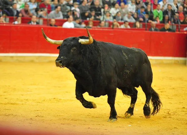 Toro España Con Cuernos Grandes —  Fotos de Stock