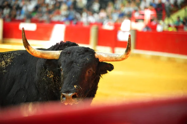 长着大角牛在西班牙 — 图库照片
