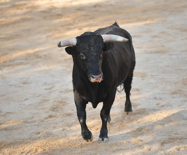 Bull Spain Big Horns — Stock Photo, Image