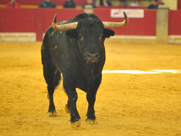 Touro Espanha Com Chifres Grandes — Fotografia de Stock