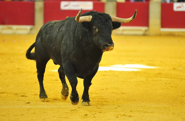 Touro Espanha Com Chifres Grandes — Fotografia de Stock