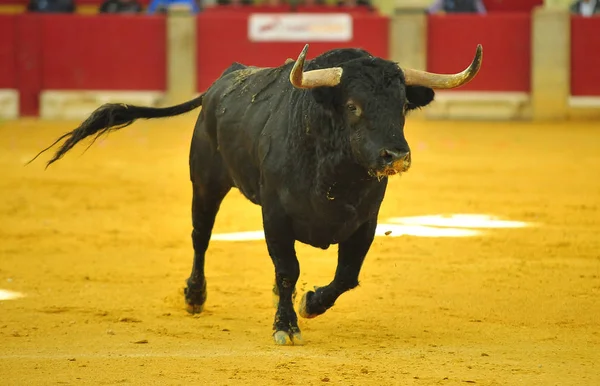 Tjuren Spanien Med Stora Horn — Stockfoto