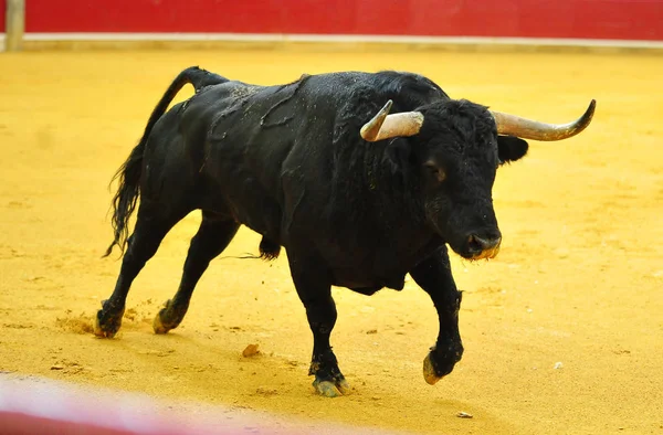 Touro Espanha Com Chifres Grandes — Fotografia de Stock