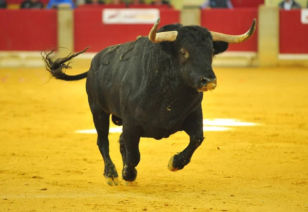 スペインの大きな角を持つ牛します — ストック写真