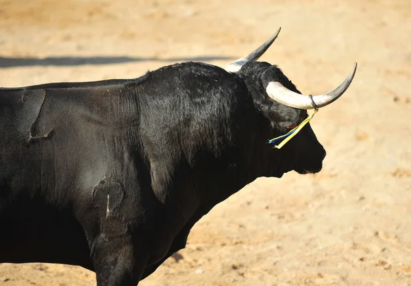 Bull Spain Big Horns — Stock Photo, Image