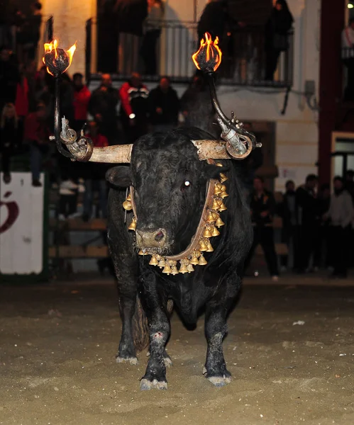 Touro Que Corre Durante Uma Tourada Espanha — Fotografia de Stock