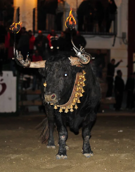 愤怒的公牛在西班牙 — 图库照片