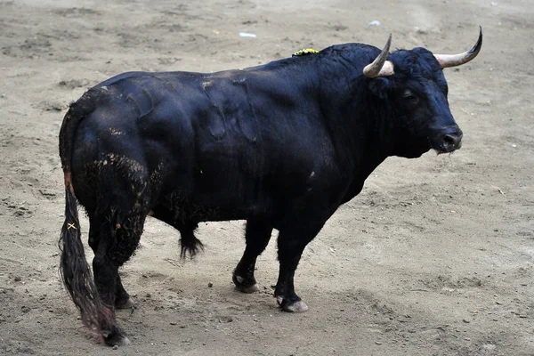 Rozzuřený Býk Španělsku — Stock fotografie