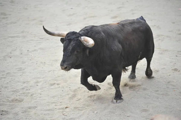 stock image Angry bull in spain