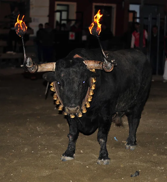 Toro Enojado España —  Fotos de Stock