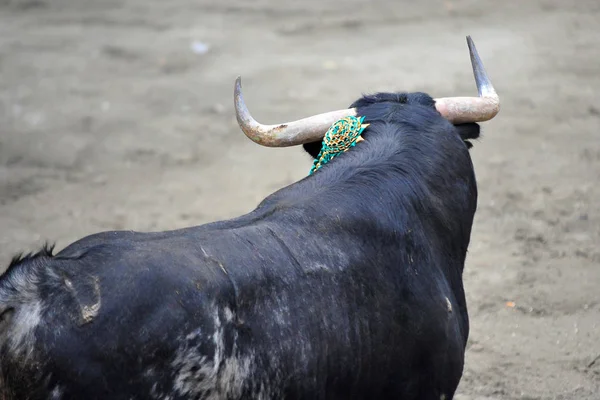 Taureau Colère Espagne — Photo