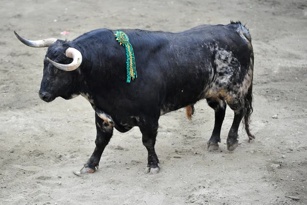 Touro Zangado Espanha — Fotografia de Stock