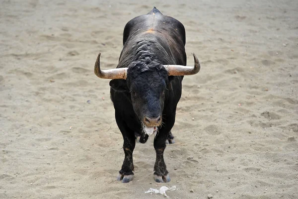 Toro Enojado España — Foto de Stock