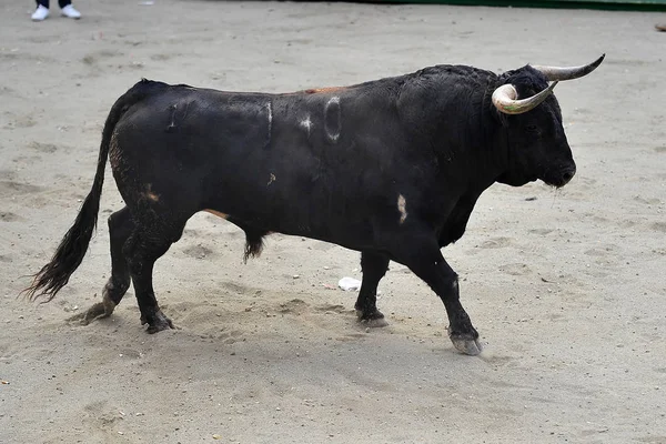 Touro Zangado Espanha — Fotografia de Stock