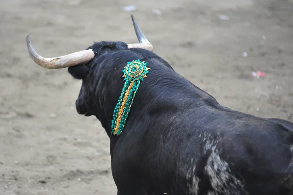 Bull Španělsku Velkými Rohy — Stock fotografie