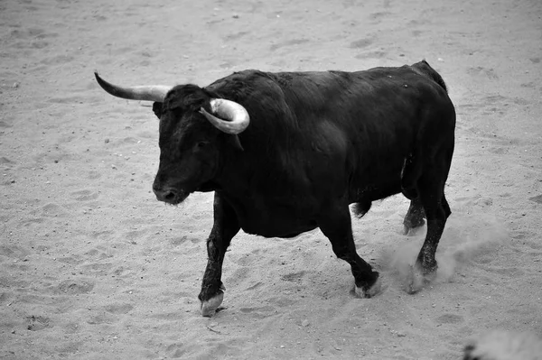 Stier Spanje Met Grote Hoorns — Stockfoto