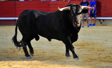 bullring İspanyol boğa