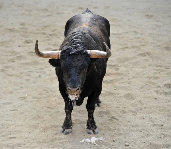 Taureau Espagne Avec Grandes Cornes — Photo