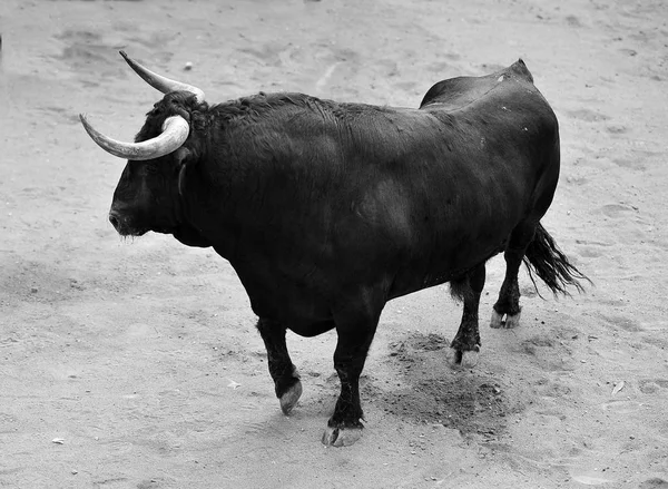 Bull Španělsku Velkými Rohy — Stock fotografie