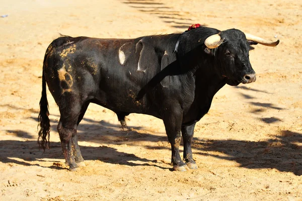 Banteng Dalam Spain Dengan Tanduk Besar — Stok Foto