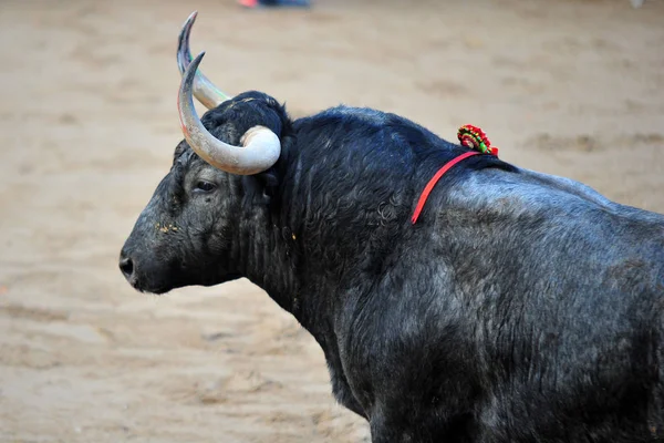 Touro Espanha Com Chifres Grandes — Fotografia de Stock