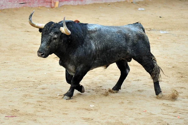 Bull Španělsku Velkými Rohy — Stock fotografie