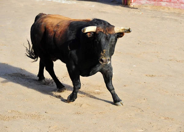 Toro España Con Cuernos Grandes — Foto de Stock