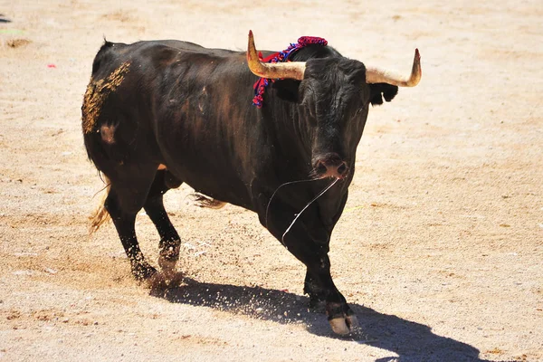 Bull Spain Big Horns — Stock Photo, Image