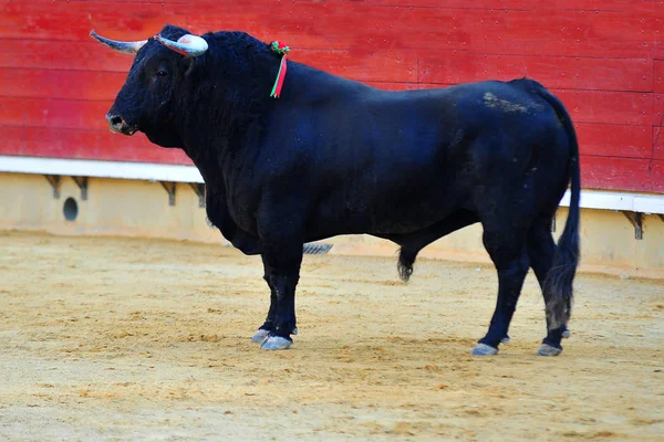 Spanyol Bika Bikaviadal Aréna — Stock Fotó