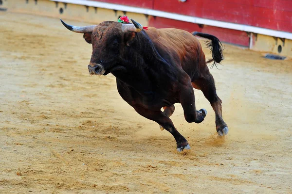 Bullring Spanyol Boğa — Stok fotoğraf