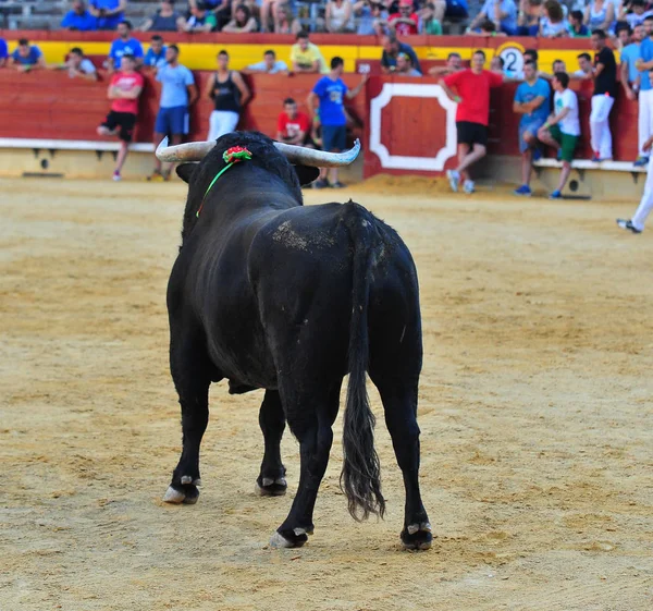 闘牛場ではスペイン牛 — ストック写真