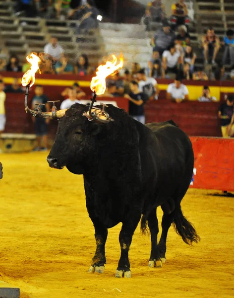 Bullring Spanyol Boğa — Stok fotoğraf