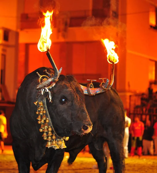 Spanischer Stier Der Stierkampfarena — Stockfoto