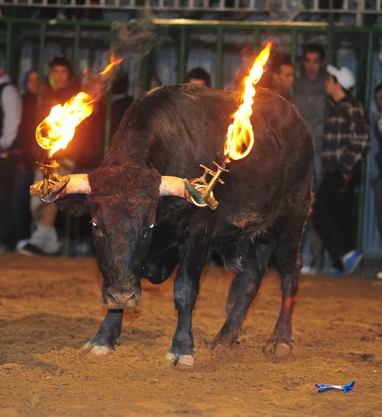 Taureau Espagnol Arène — Photo