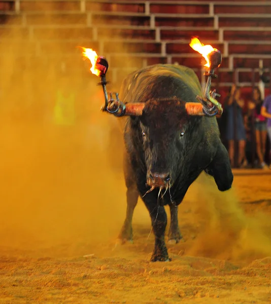 Spanischer Bulle Spanien — Stockfoto