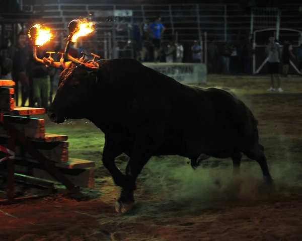 Toro Español España —  Fotos de Stock